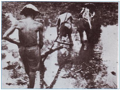 Nông dân Việt Nam trong cuộc khai thác thuộc địa lần thứ nhất